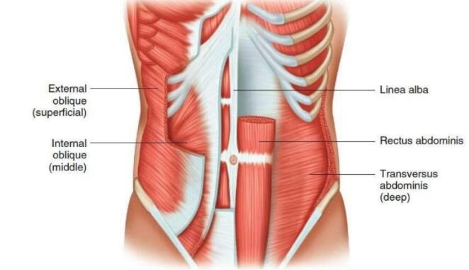 Мышцы передней брюшной стенки: наружная косая (external oblique), внутренняя косая (internal oblique), прямая (rectus abdominis), поперечная (transversus abdominis) 