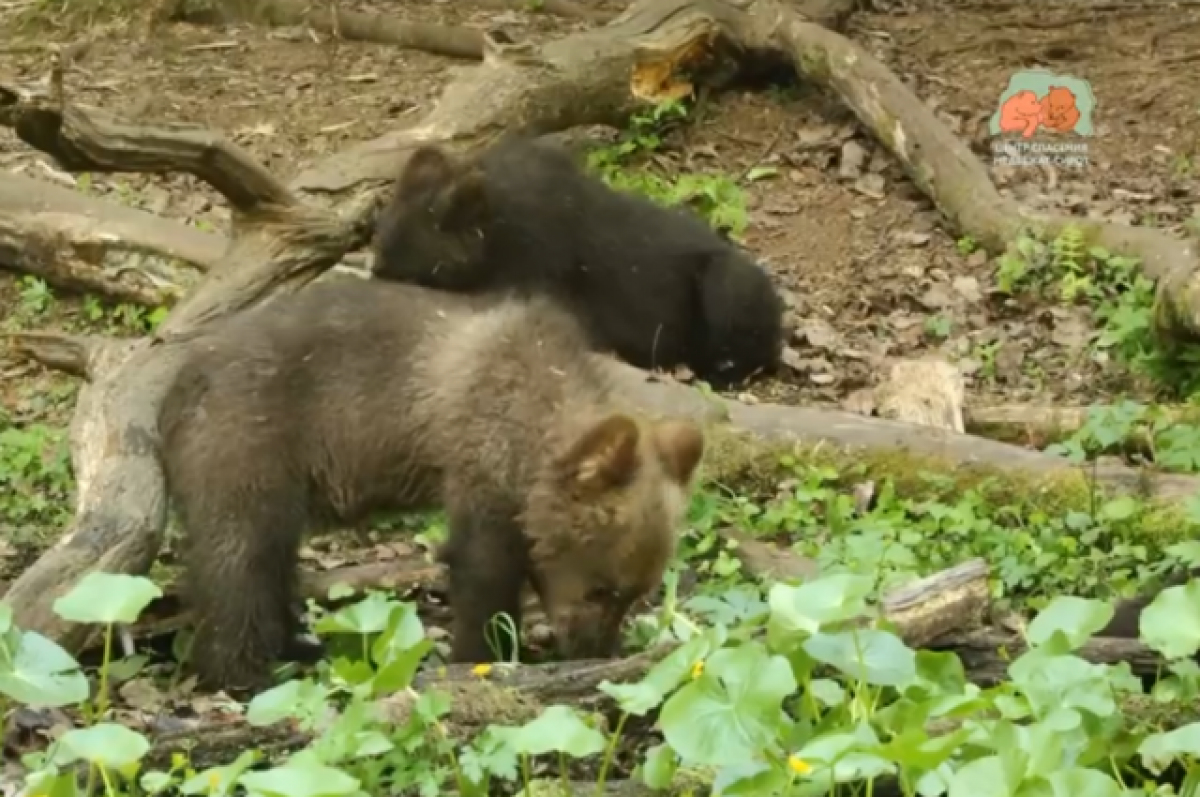    В Тверской области подрастают привезённые из других регионов медвежата
