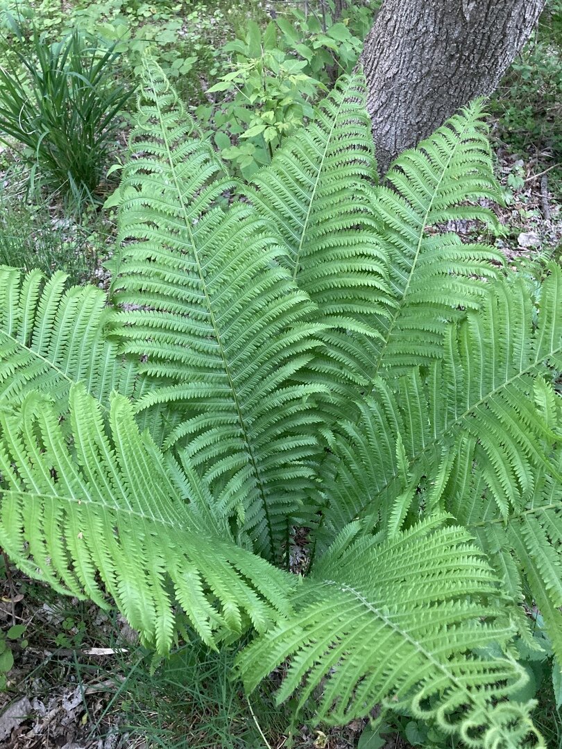 Страусник. Взорслое растение.