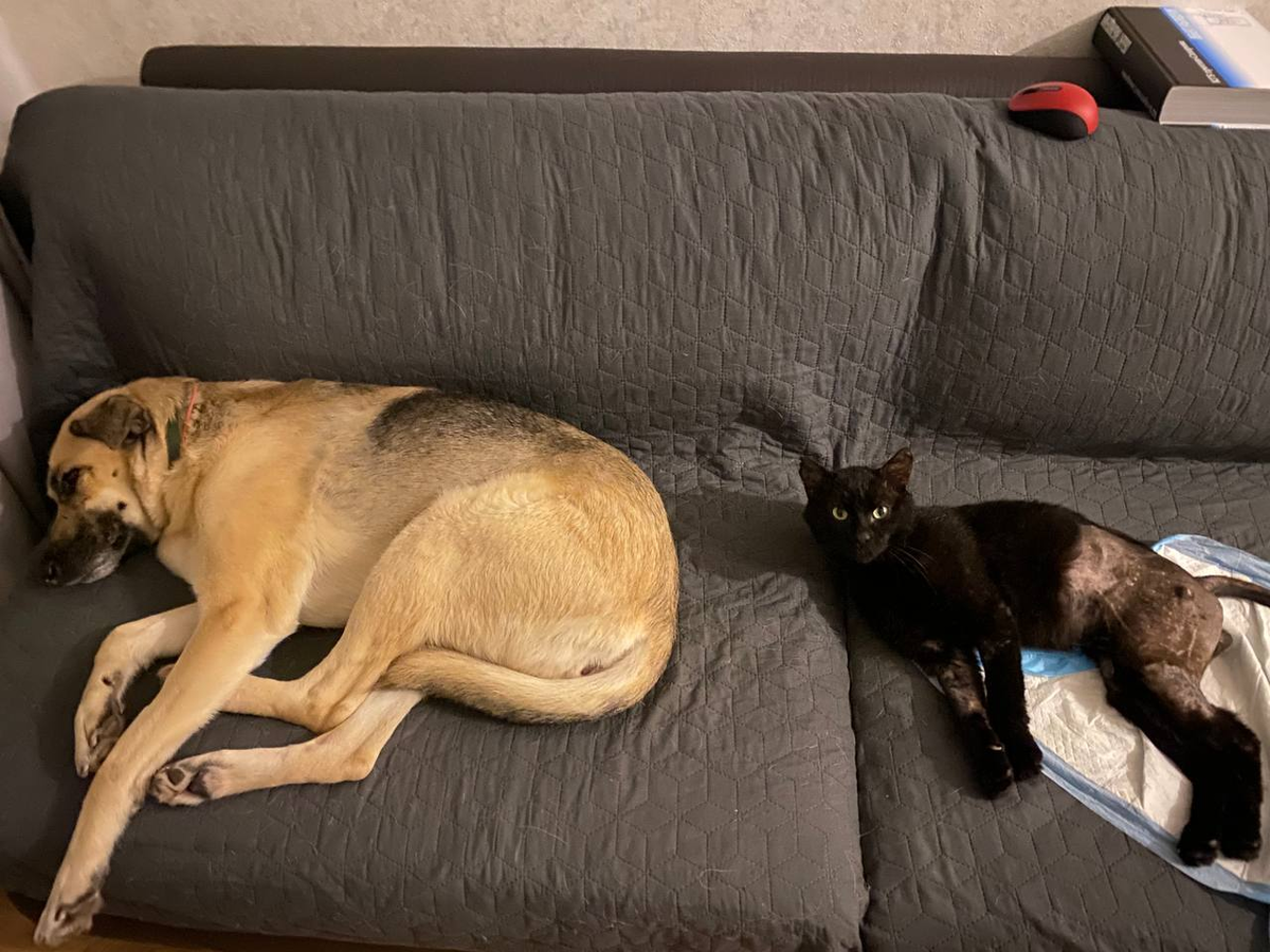 Фото: https://t.me/blackcatfromforestupdates 