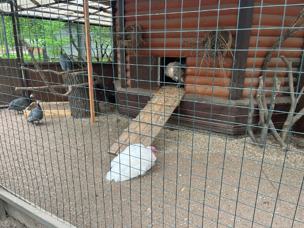 Индейки и индюки👆