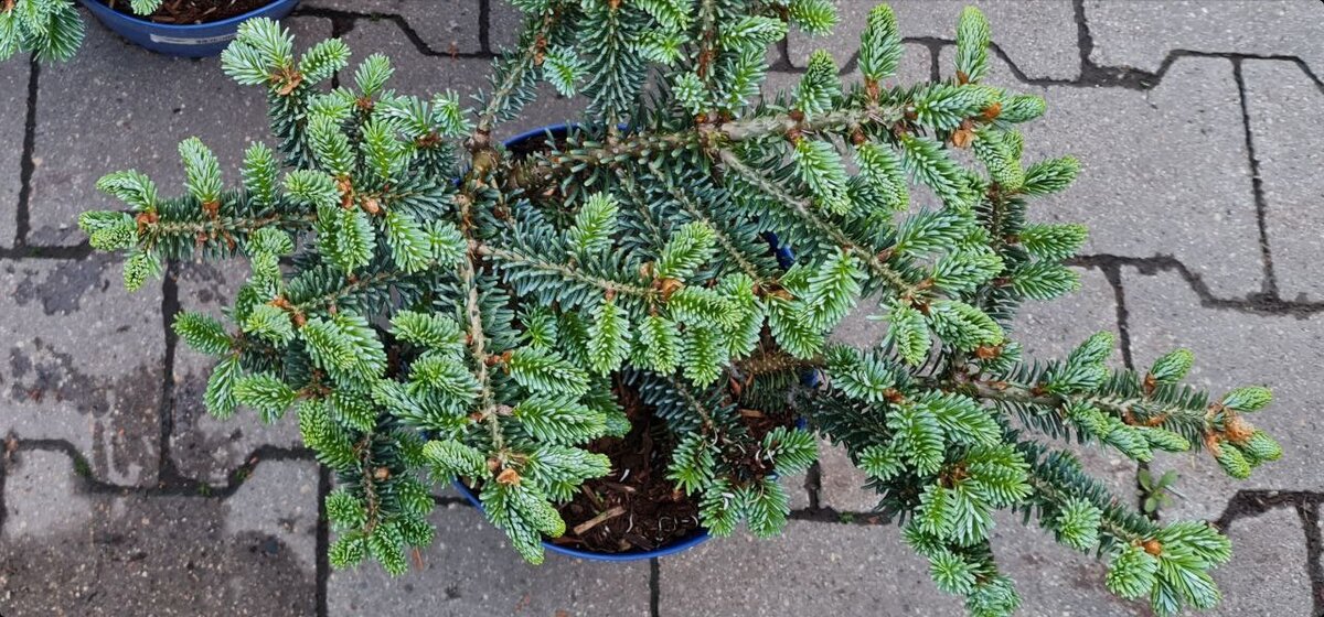Саженец пихты Блю Эмперор в Оби