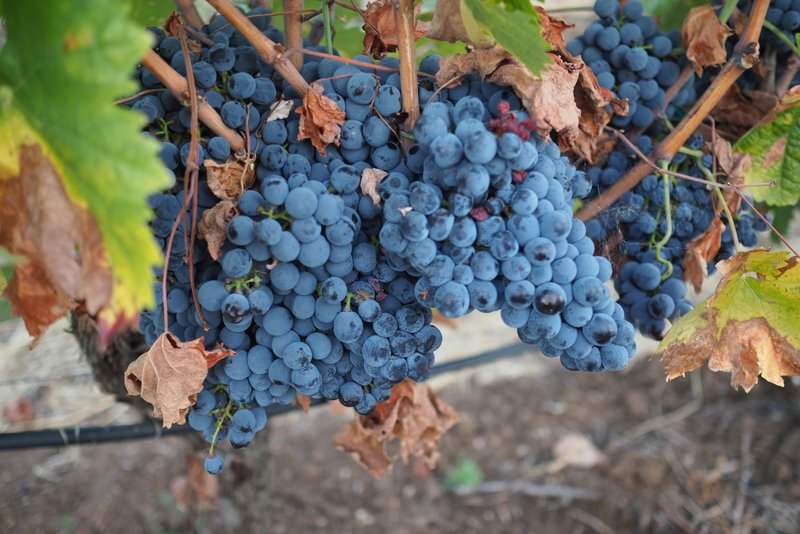 Фото: https://wineanorak.com/2020/01/03/whats-all-this-talk-about-yields/