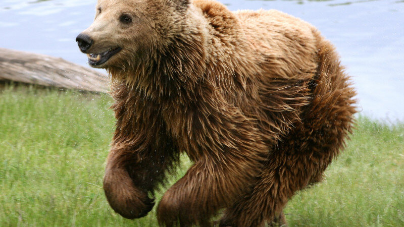     Бурый медведь. ru.wikipedia.org