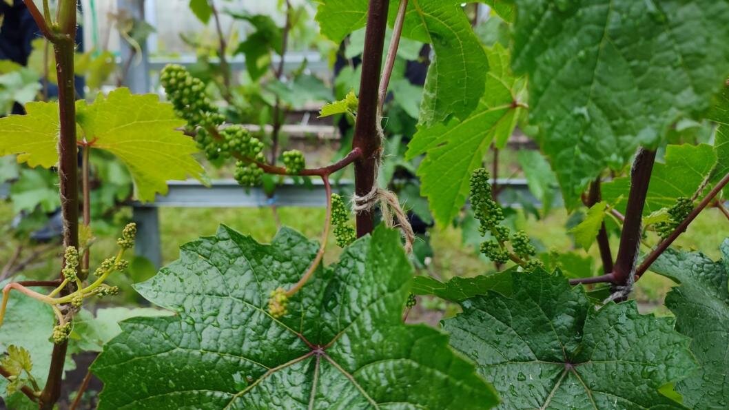 Фото: сообщество тюменских виноградарей во ВКонтакте