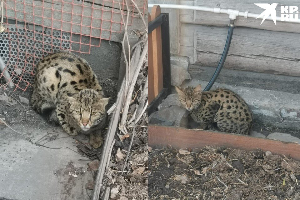    Дикий кот неделю бродил по Барышево. Фото: Группа «Потеряшка.Нск» «ВКонтакте»