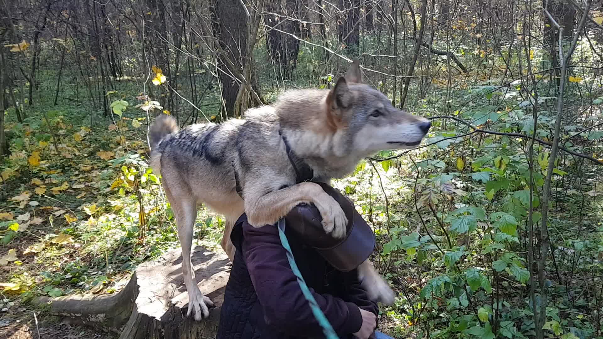 Дом Волка в Королеве - место, где волк друг и помощник человека. Здесь  царит любовь, взаимопонимание. Тут можно вживую пообщаться с волком.