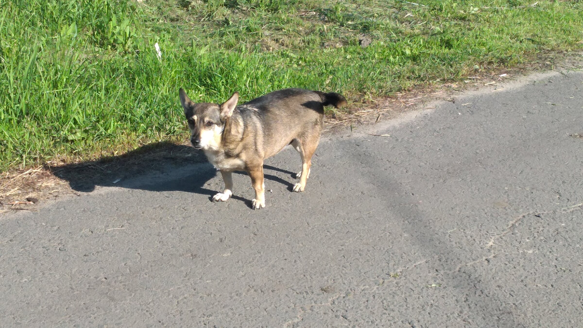 Похожая на Жульку собачка