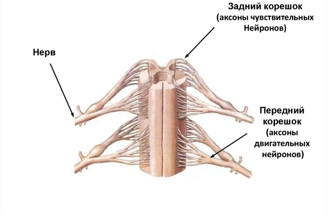 Корешки спинного мозга