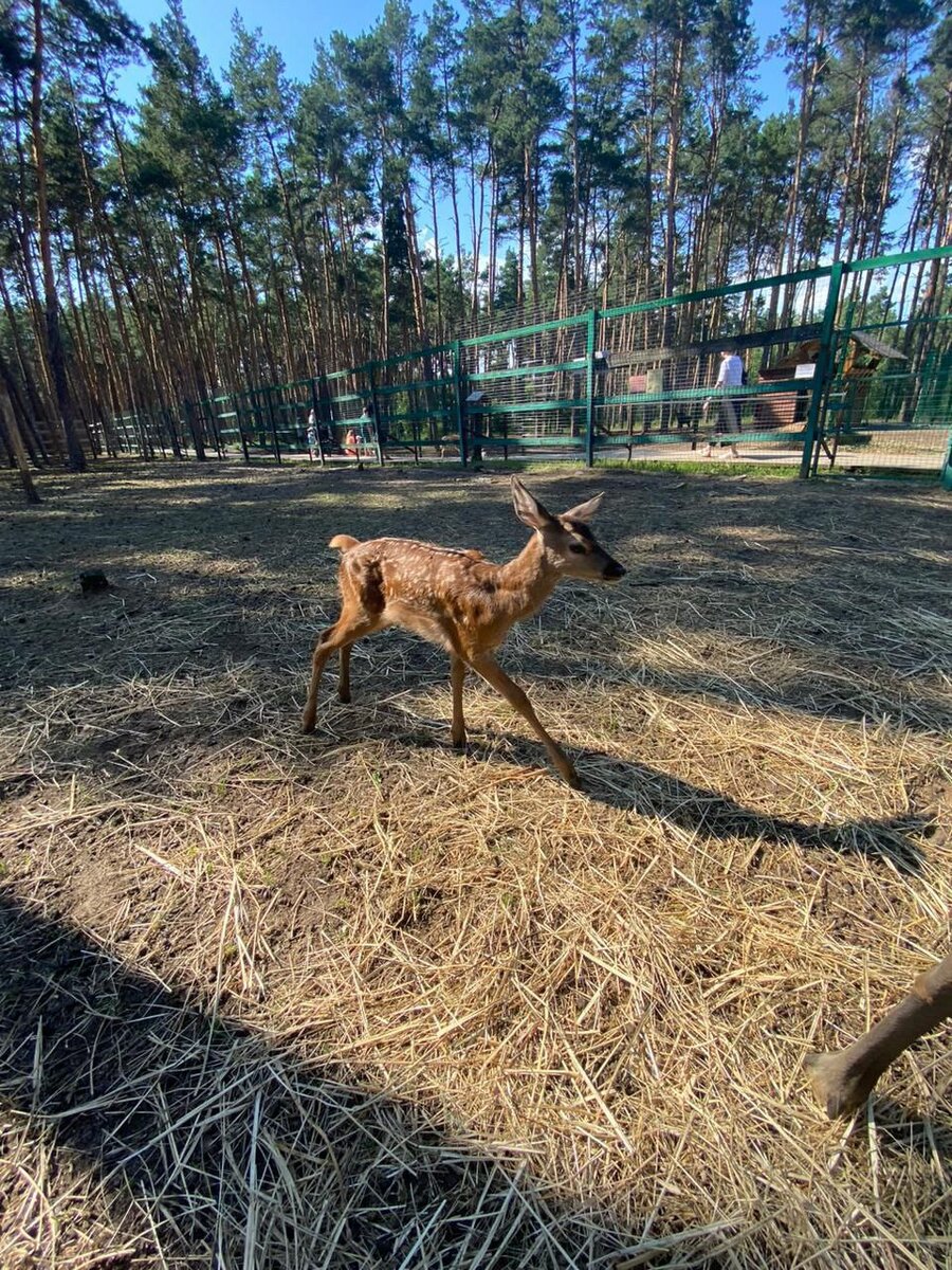 Зоопарк воронеж