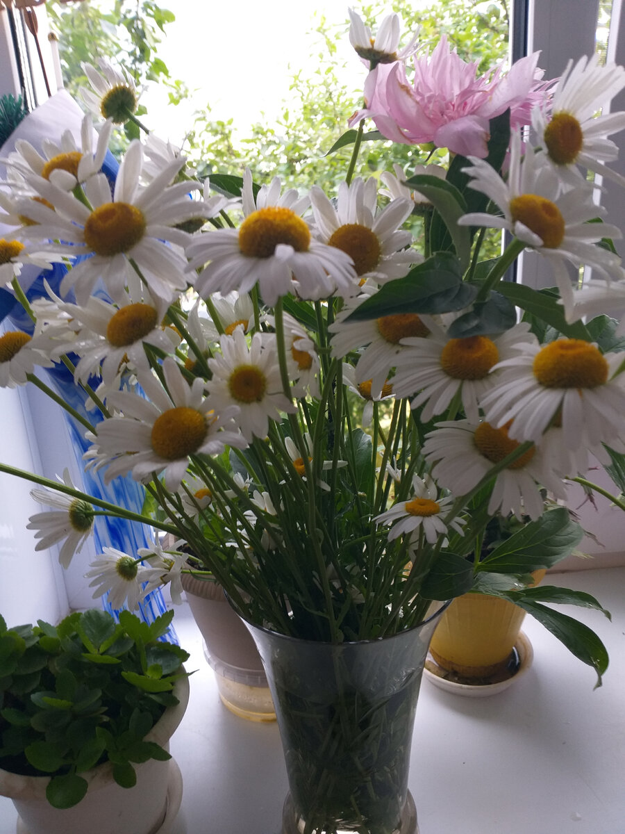 любимые ромашки с солнышками-сердечками.