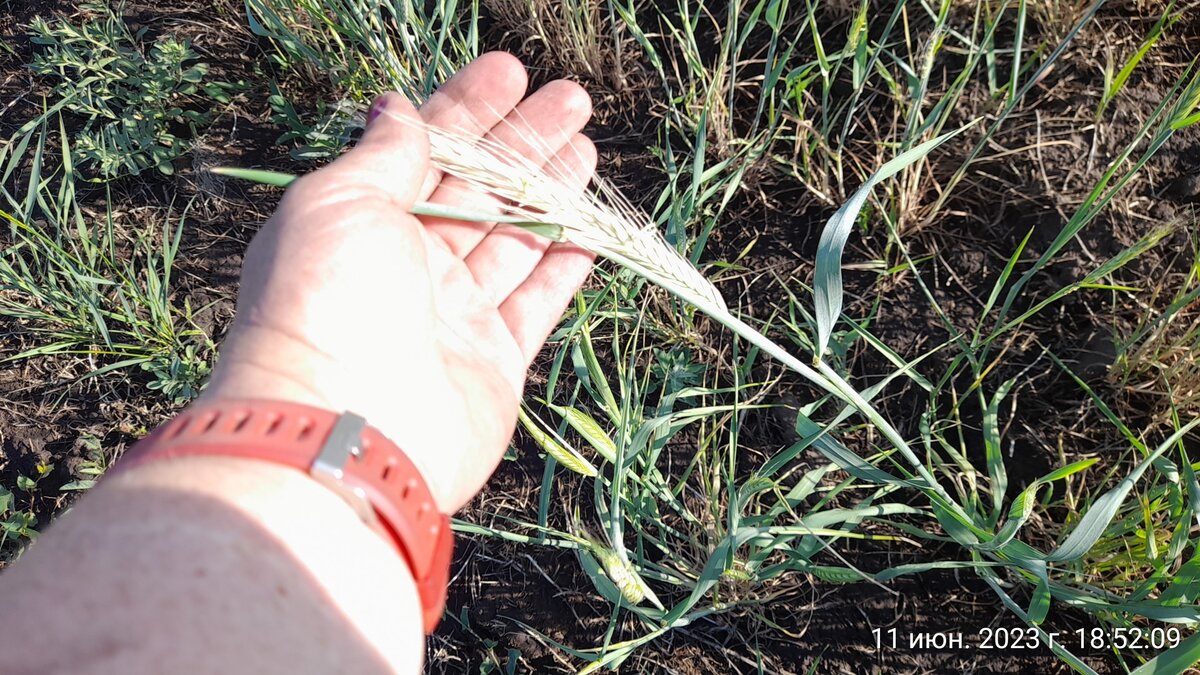 рожь посохла. чудеса