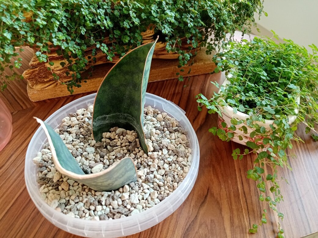 Масониана-1. Больше добавить нечего. Фото автора