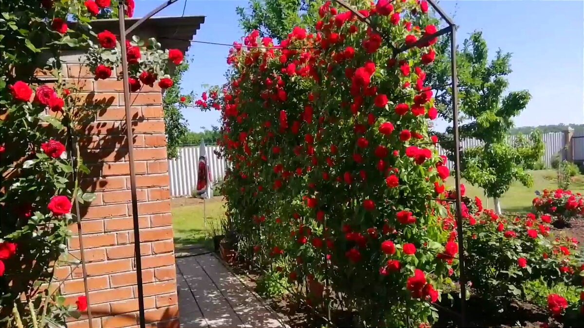 Розы вас будут радовать обильным цветением до самых морозов если ...