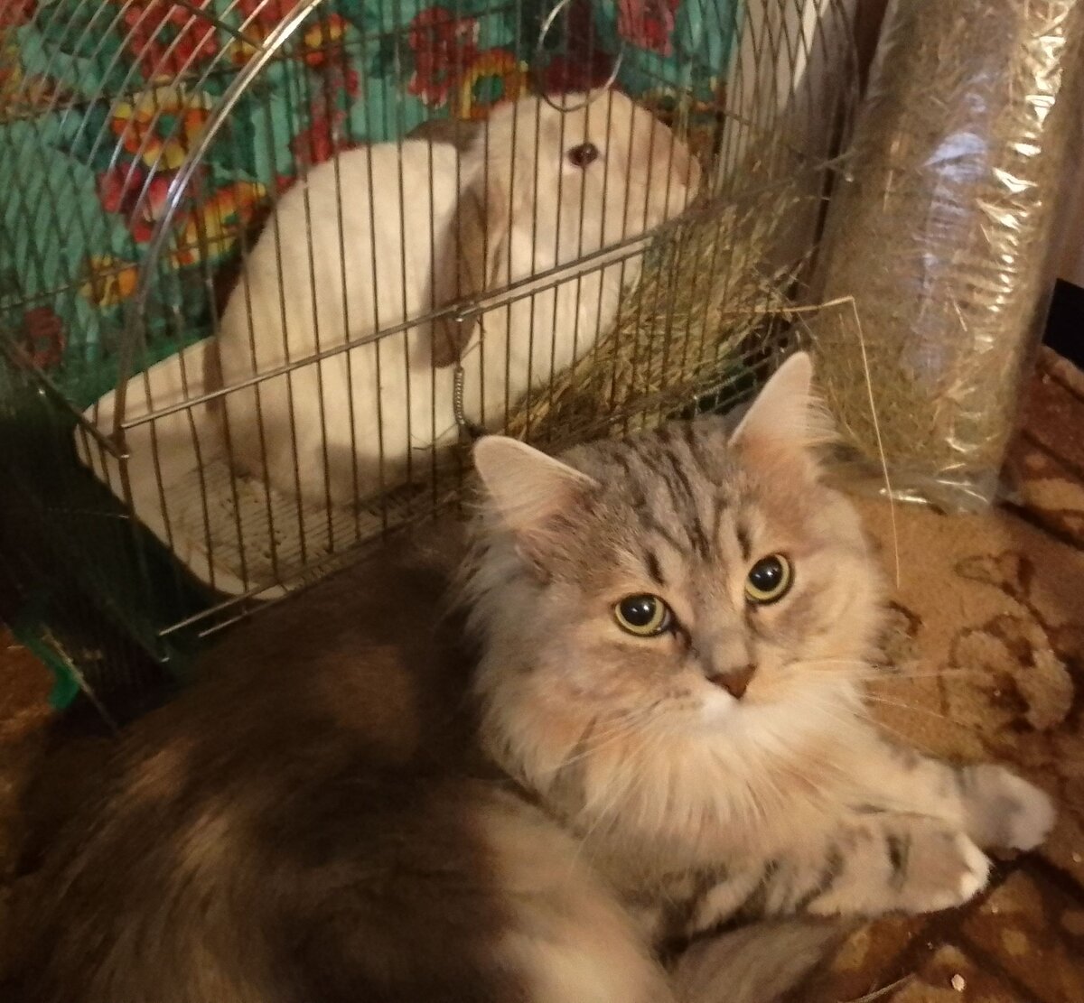 Кролик и кот