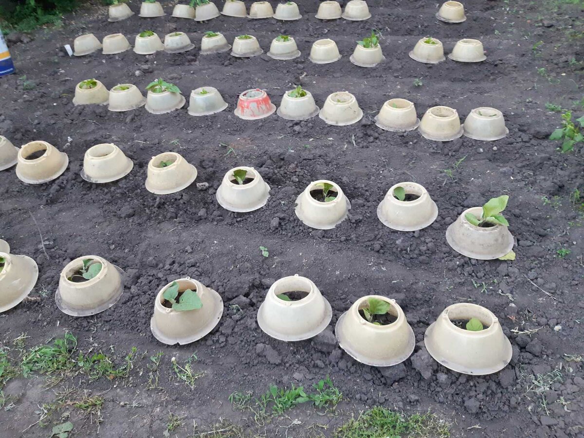 Фото баклажанов и перцев в укрытии