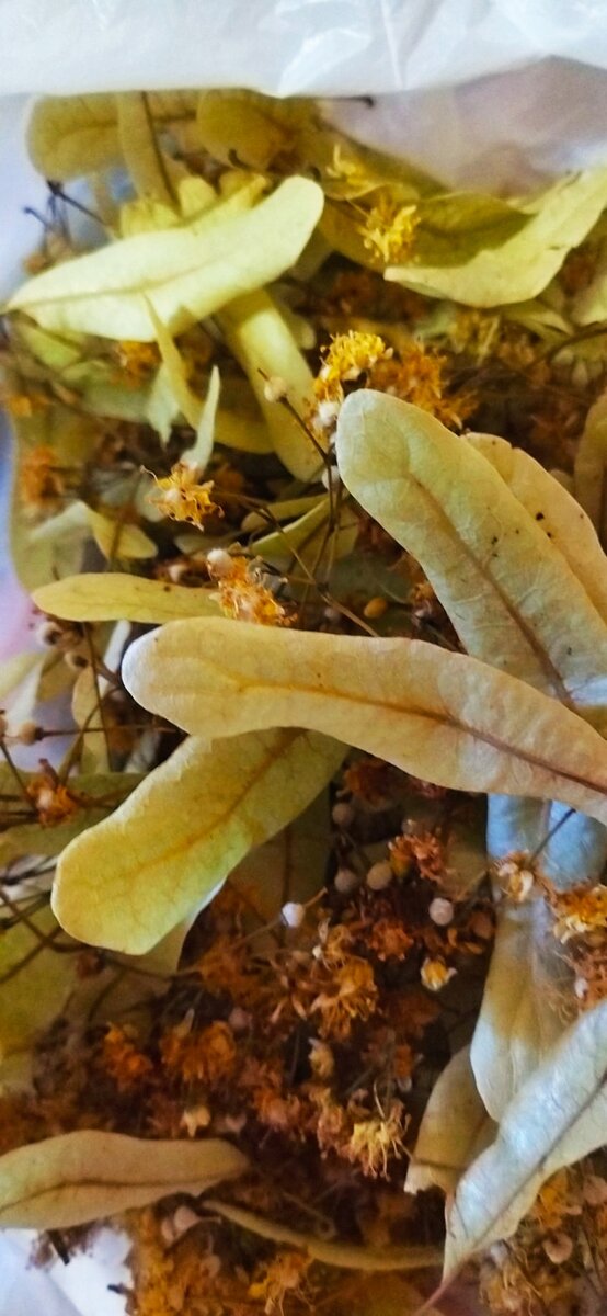 Липовый цвет. Как сушить