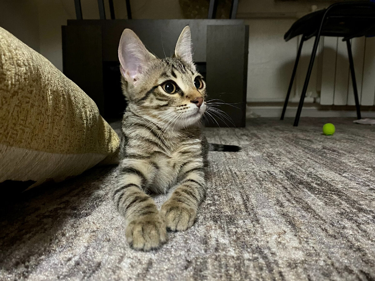 Кто бы что не говорил насчет ковров, но всем нашим домочадцам его присутствие очень нравится