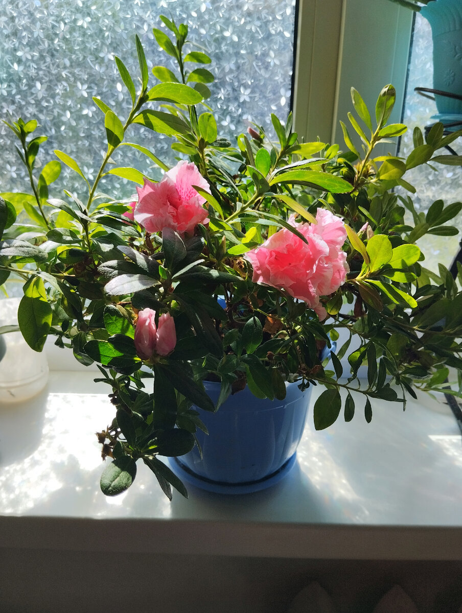 Фото автора. Начало цветения в июне после небольшого перерыва.