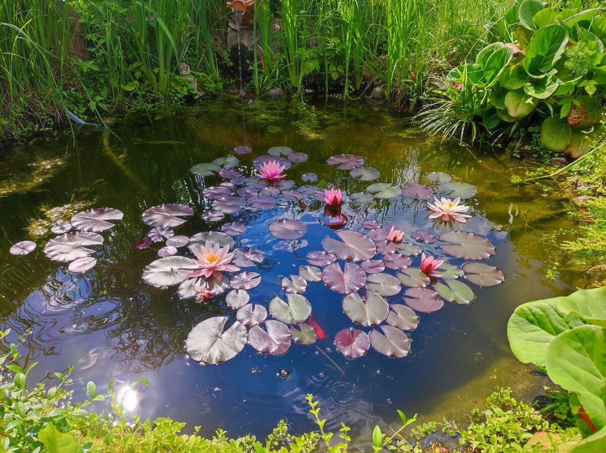 Пруд, созданный своим руками