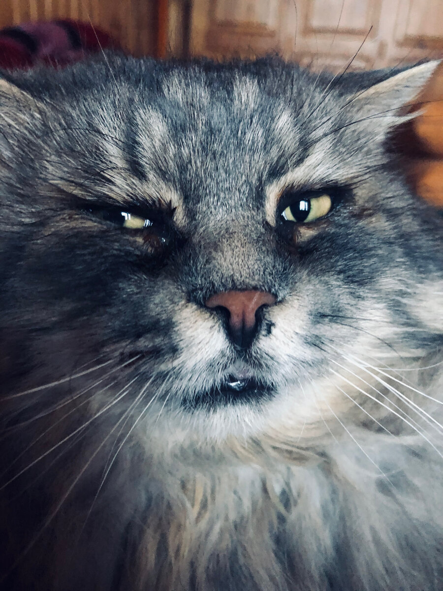 Учишь, учишь хозяев своем языку, все без толку! Везде фото автора.