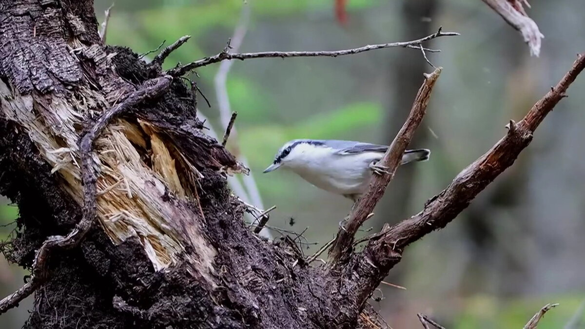    Орнитолог из Ханты-Мансийска снял документальный фильм о птицах Югры