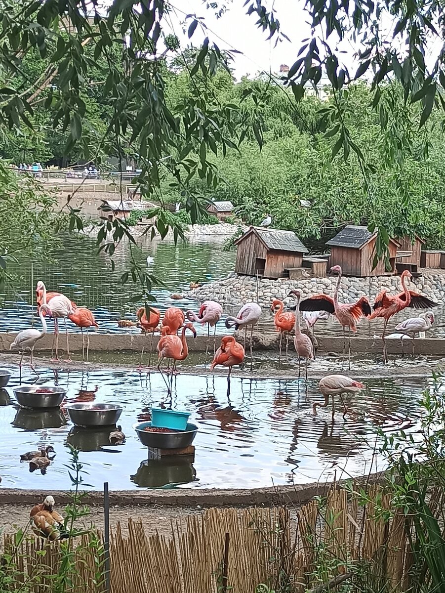 Такие разные фламинго 