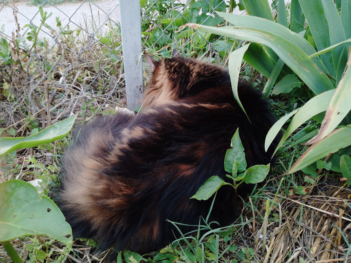 Котофей Кузя