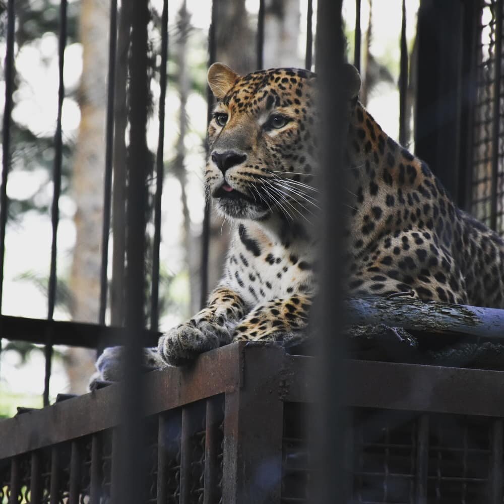 В зоопарке Абзаково