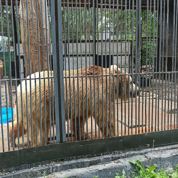 медведь суровый, ни секунды не сидит на месте