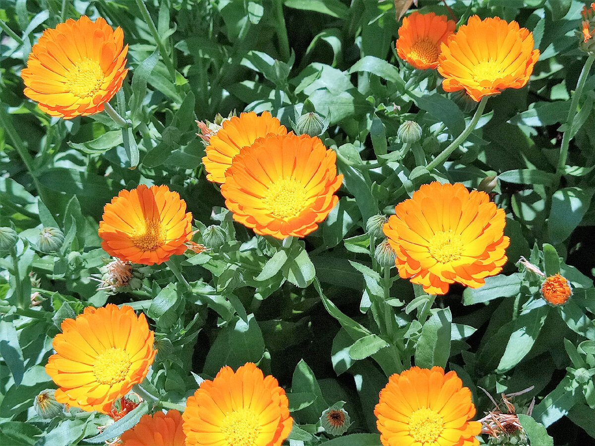 Calendula officinalis Flower extract