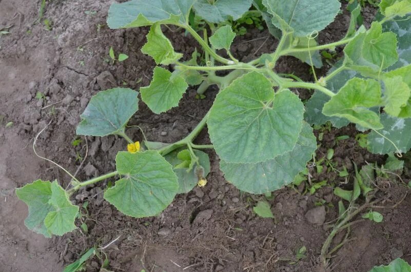 Формирую кусты дыни.