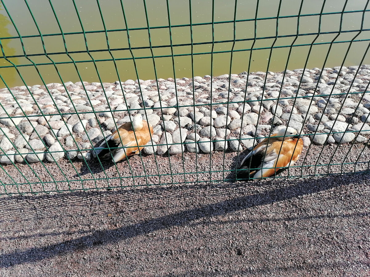 Огари обнаглели и ждут пинка на берегу пруда.