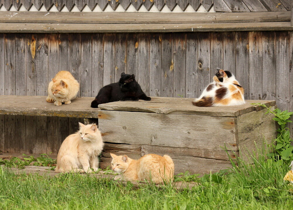 �������� ����: catalog-photo.ru