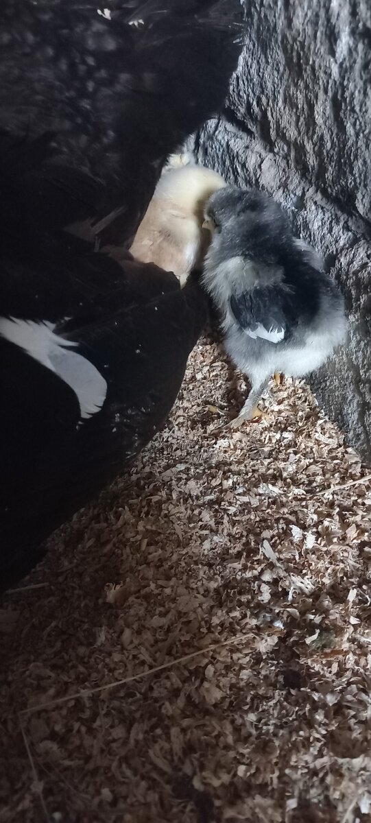 Пушочки уже подросли, крылышки видно, уже в перьях