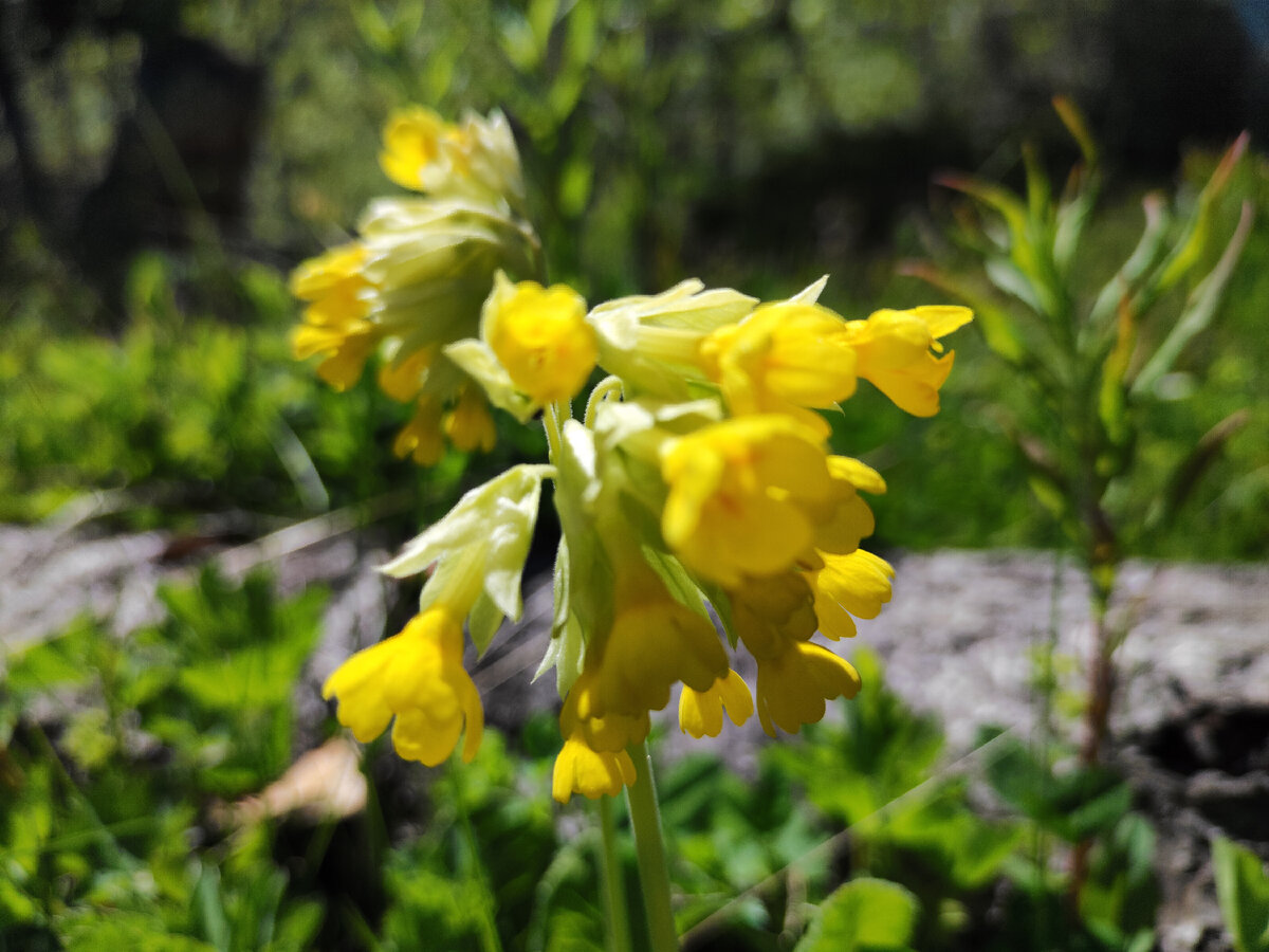 "Первоцвет весенний (баранчики). 
