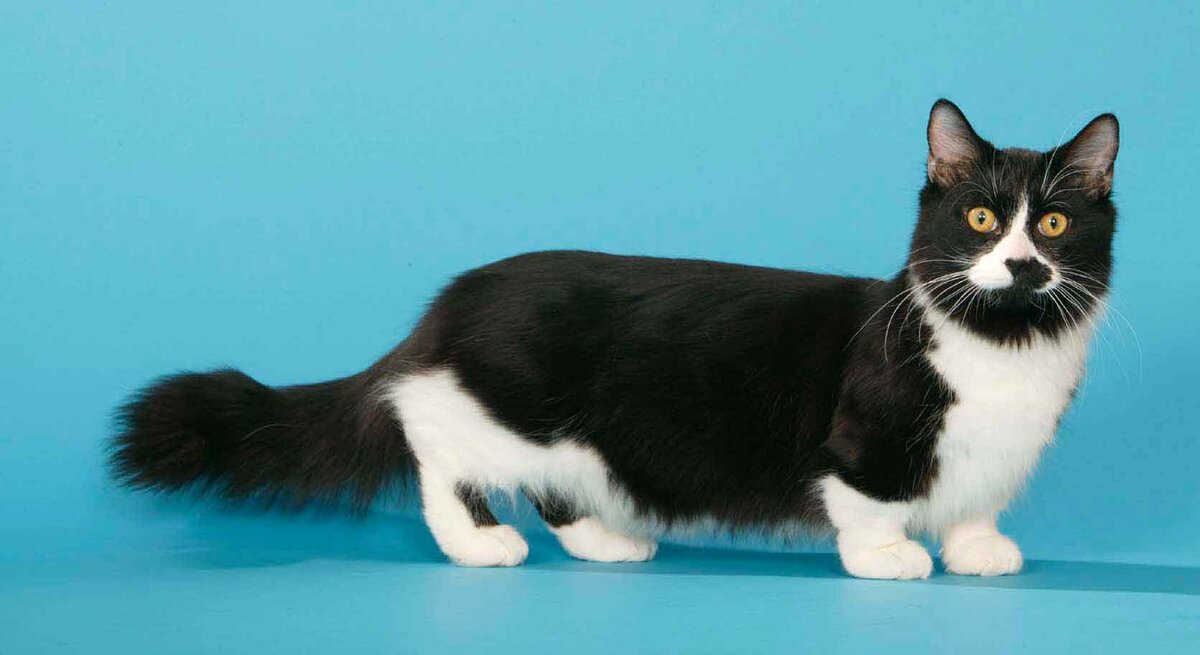 Манчкин это новая порода кошек, которая завоевывает популярность по всему миру.  Когда появилась порода Манчкины были выведены в США в 1980-х годах. Первый кот манчкин появился в штате Луизиана.-2