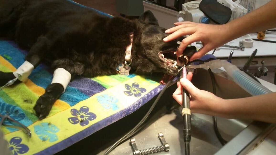 Лечение зубов домашним животным: эффективные методы и советы