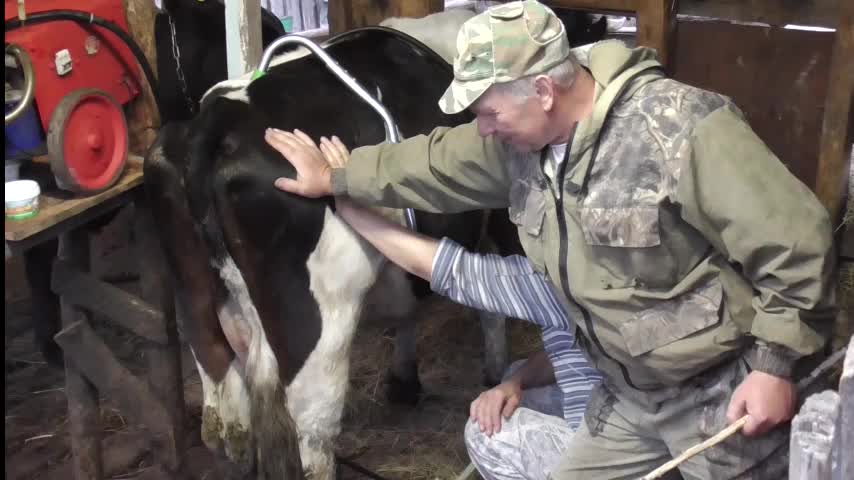 Из 2 телочек помогите выбрать одну на корову. Фото