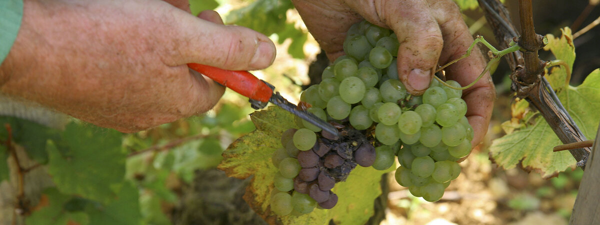 История вин VIRÉ-CLESSÉ CRU