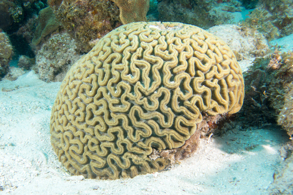 Кораллы из семейства Faviidae называют мозговыми, потому что внешне они напоминают головной мозг человекаФото: © Francisco J Ramos Gallego / Shutterstock / FOTODOM