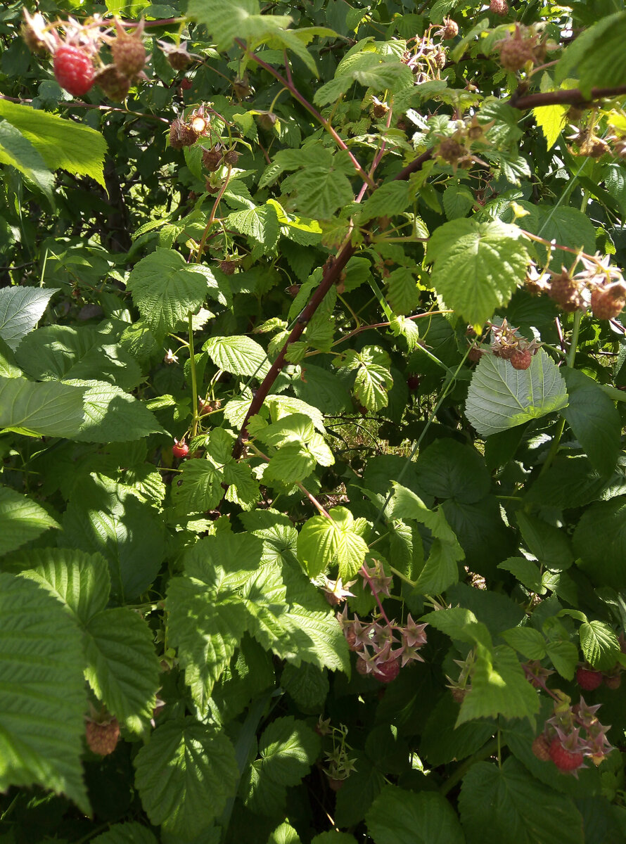 Мой малинник