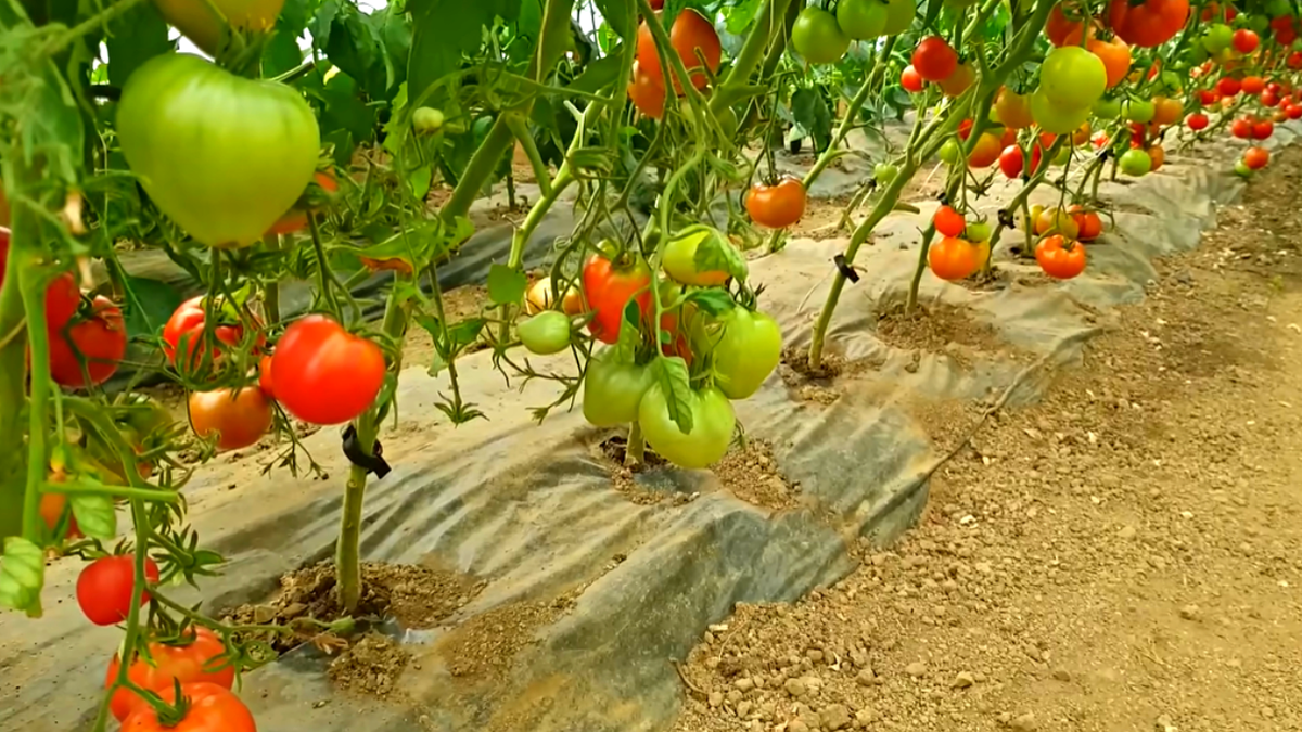 Томат. Кусты помидор в огороде. Урожай. Домашние помидоры на кусту.