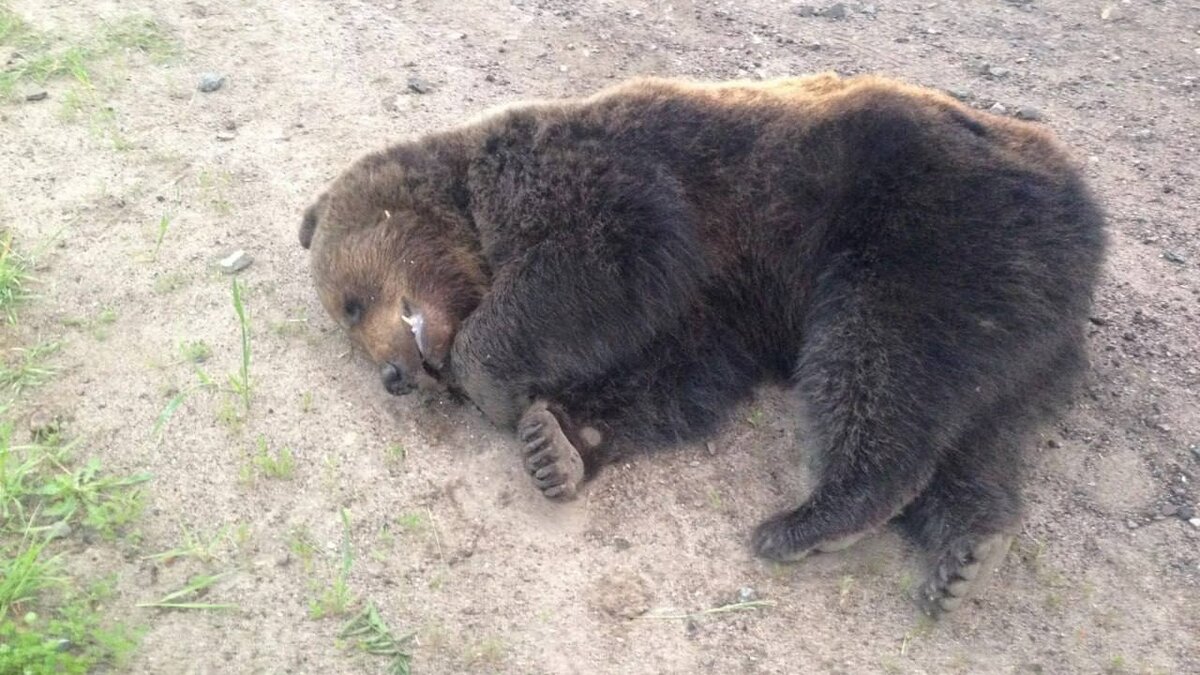 Медведь нападает во сне