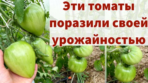 ТРИ СОРТА ТОМАТОВ, КОТОРЫЕ Я ТОЧНО БУДУ ПОВТОРЯТЬ. Очень урожайные ...