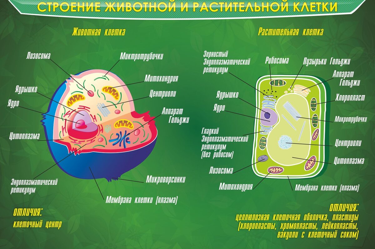 Идеи для срисовки клетки биология легкие (87 фото)