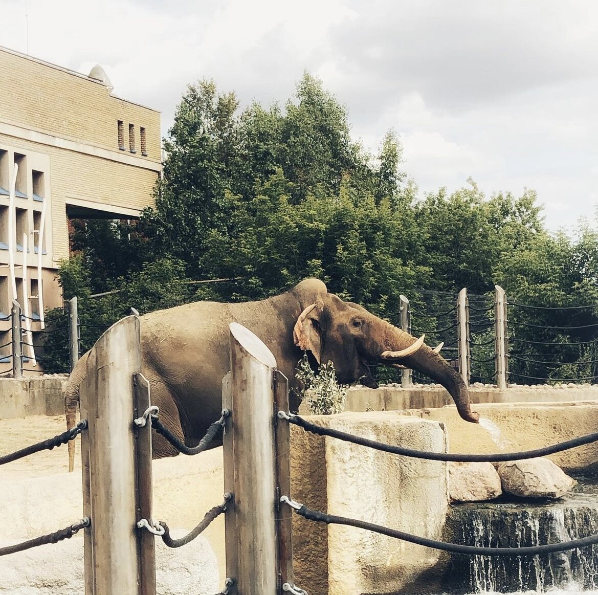 Слон в московском зоопарке