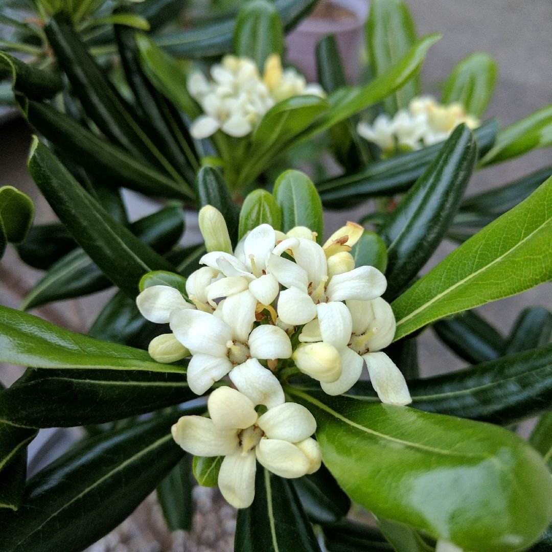 Кустарник Pittosporum Tobira