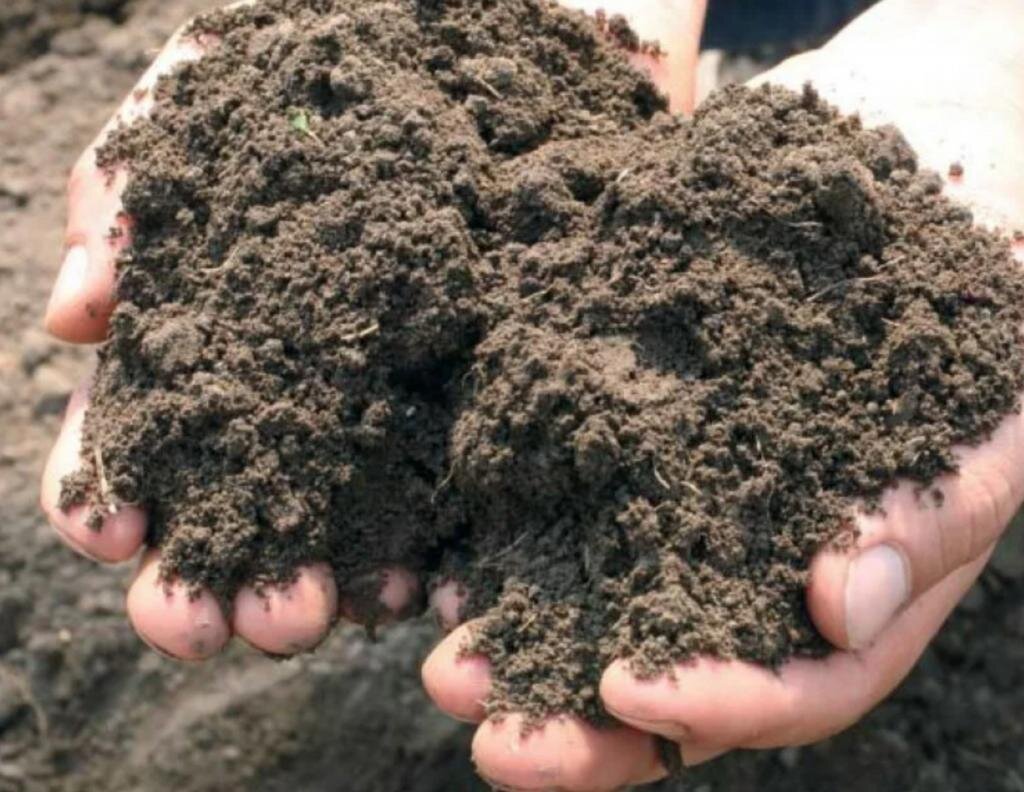Что значит раскислить почву?