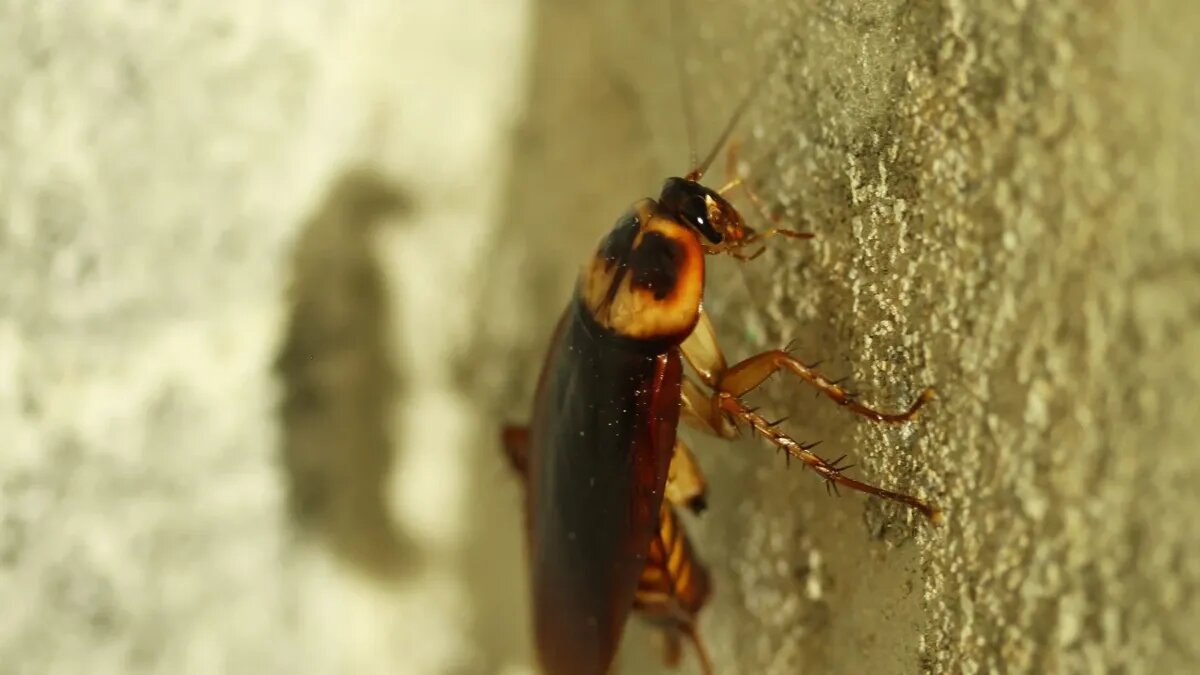 Защитить дом от тараканов можно своими силами. Фото: Pxfuel.com